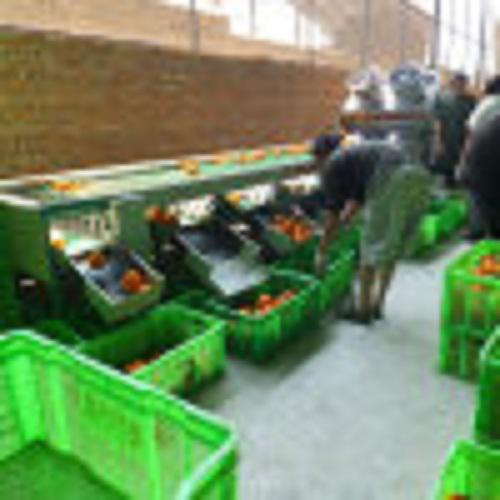 專業(yè)農(nóng)業(yè)分級(jí)設(shè)備專家 汕頭市金平區(qū)晨陽(yáng)機(jī)械加工場(chǎng)